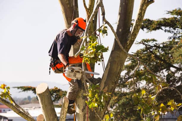 tree trimming